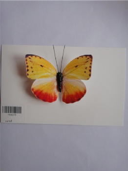 10 style butterflies