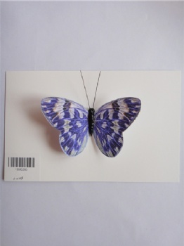 10 style butterflies