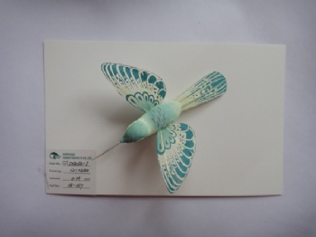 5 colors feather trochilus