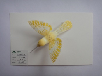 5 colors feather trochilus