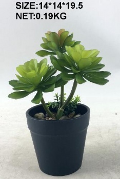 Spring arrangement 2020